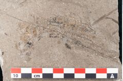 Foto (Detailansicht) von Zostera ungeri Ettingshausen (NHMW-GEO-2024-0188-6656)